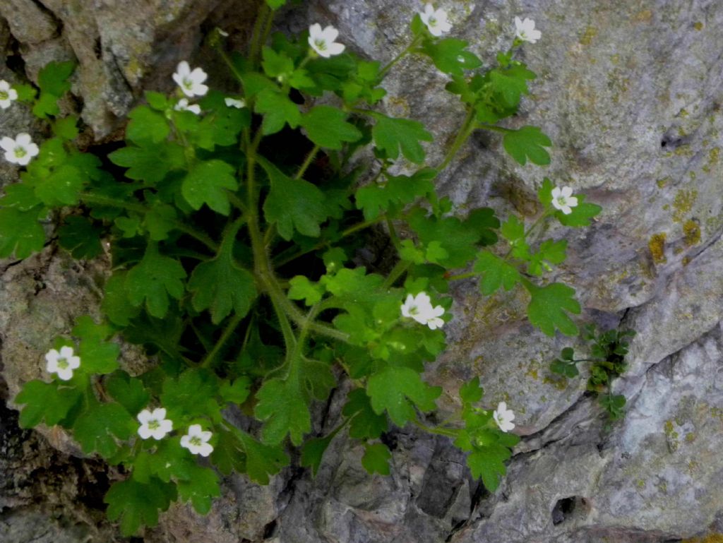 Saxifraga petraea / Sassifraga dei muri